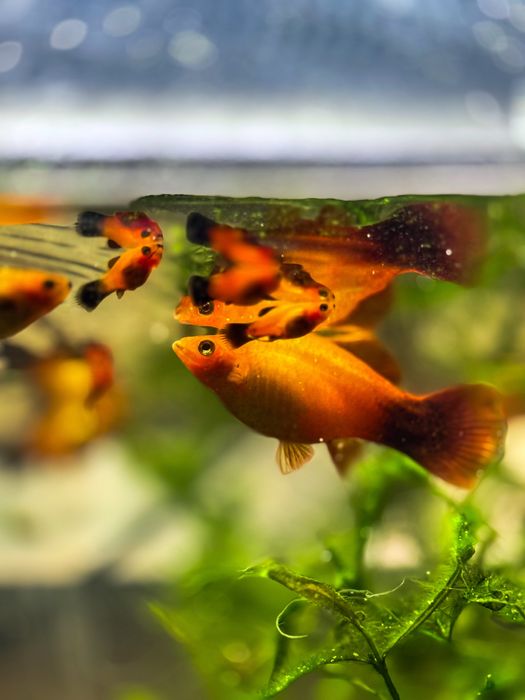 Peixes Platys jovens!