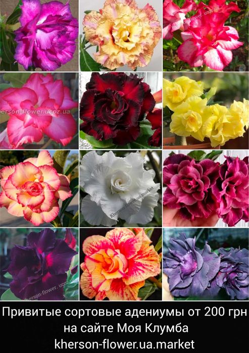 Адениум вариегатный махровый