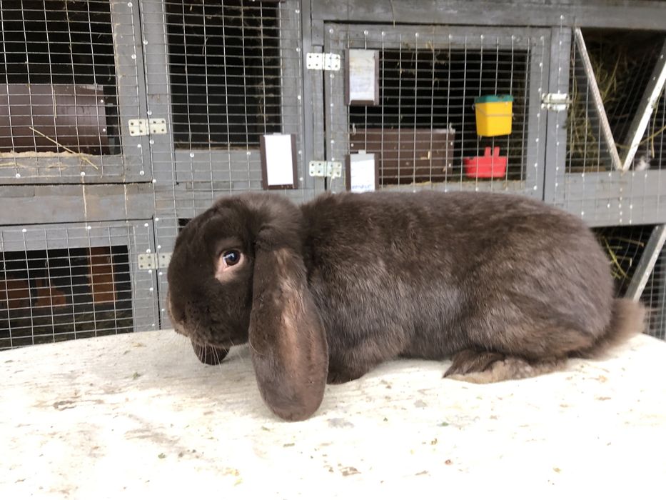 Кролики кролі Французький баран