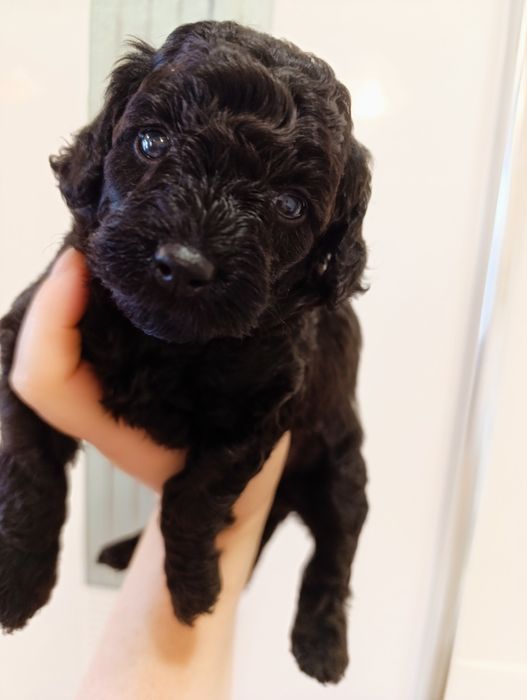 Той Пуделі  в Чорному забарвленні