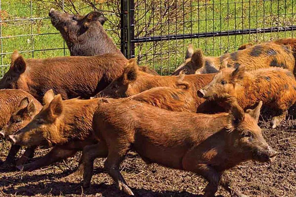porcos cruzados bom preço
