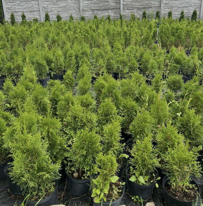 Thuja smaragd doniczka 60 cm