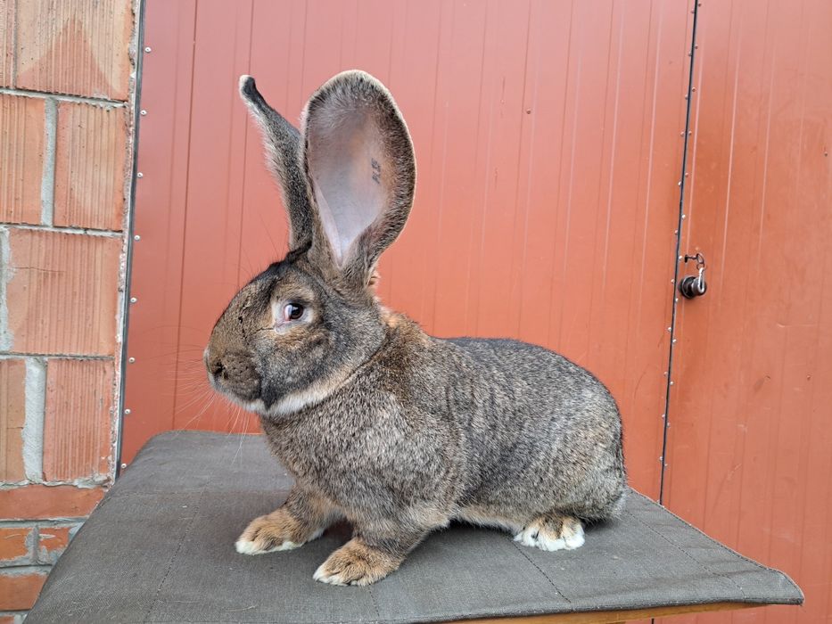Belgijski Olbrzym Szary samiec BOS