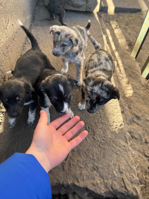 Прекрасні дівчинки