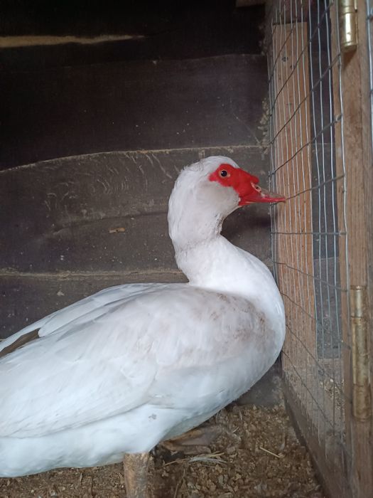 Продам молодого селезня немецкой белой