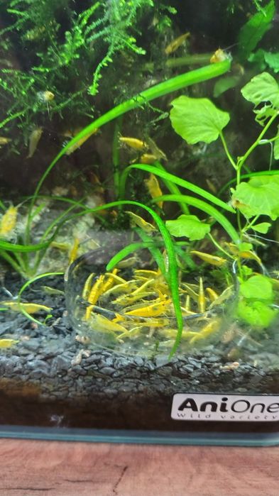 Krewetki Neocaridina Yellow