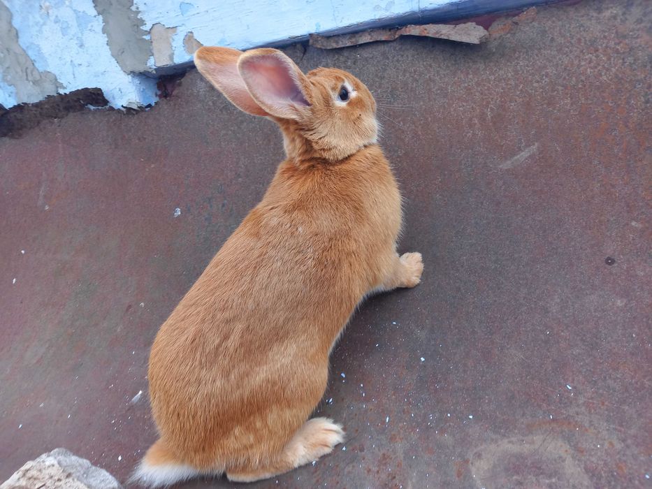 Продам кроликів Бургундія