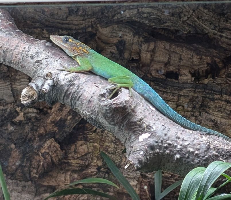 Anolis marmoratus capesterre F2 Jaszczurka