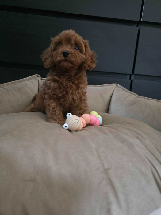 Cavapoo Dziewczynka