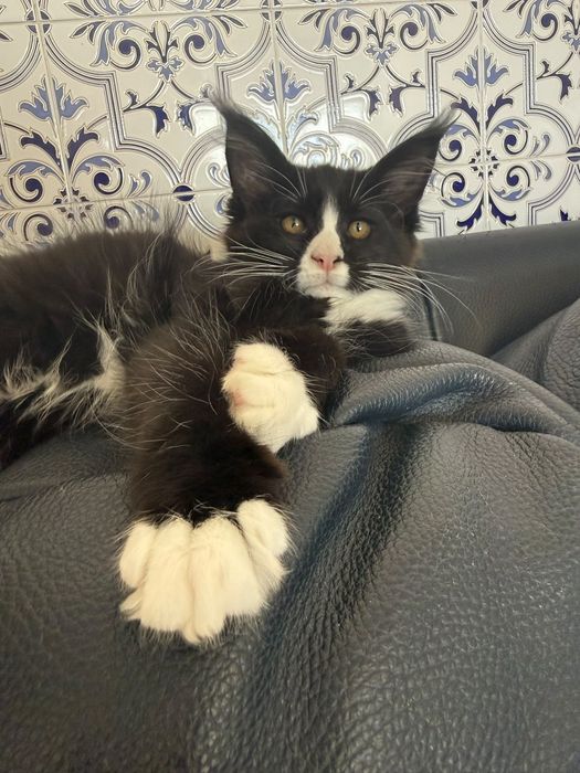 Mainne coon femea