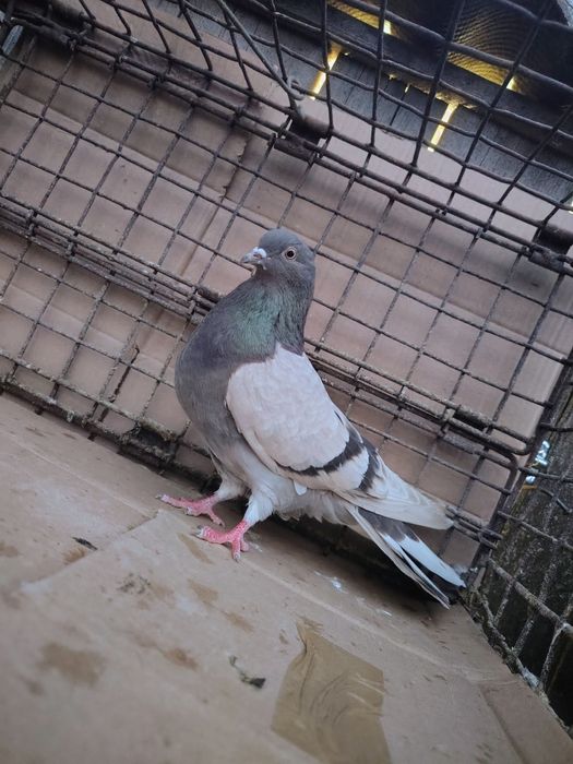 Orliki szariki gołębie