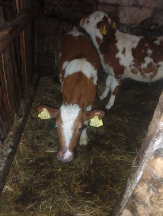 Sprzedam 2 Byczki SM i RW