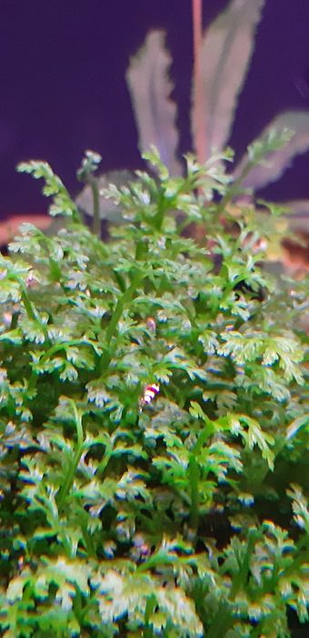 Bolbitis Heteroclita Difformis mini podwodny metro Racławicka