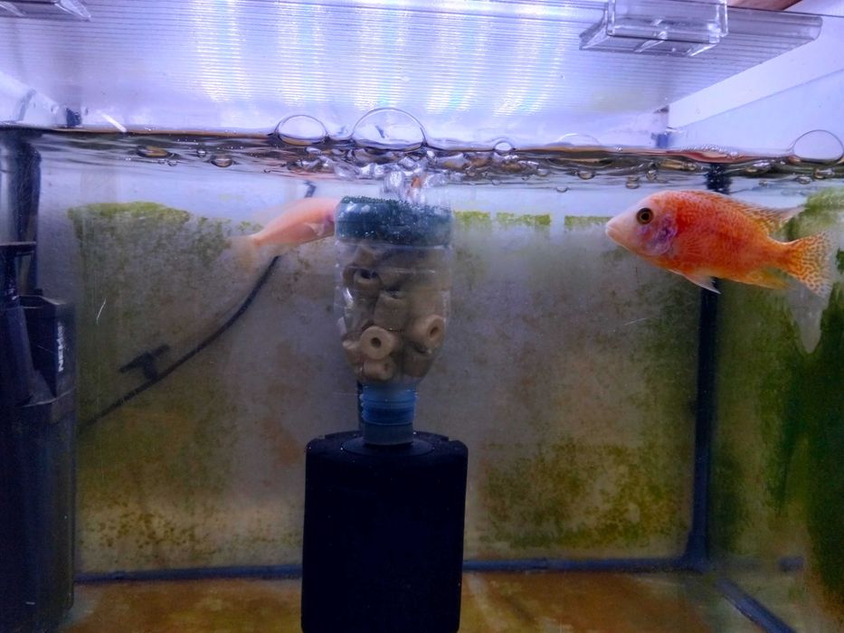 Ciclínios africanos