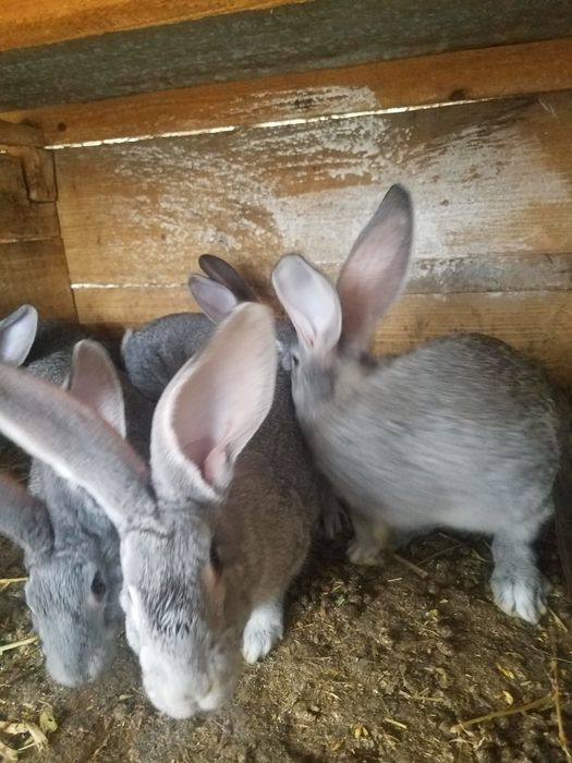 продаеться кролі породи шиншила европейська від гарних батьків.