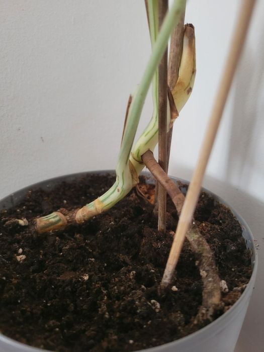 Planta Monstera deliciosa albo variegata