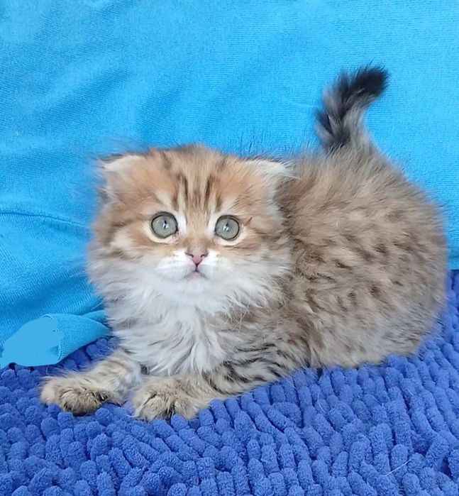 Золотая шиншилла хайленд фолд скотиш