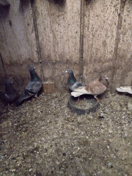 Sprzedam samiczkę pocztowa