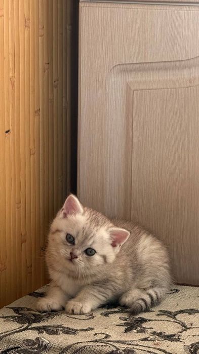 Чистокровний британець