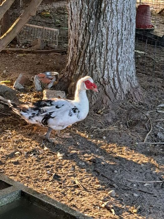 Patos mudos para venda