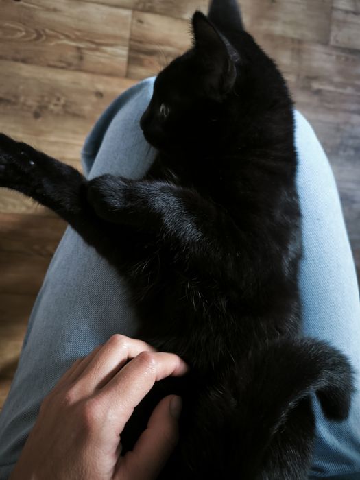 Котик привитий 7 місяців
