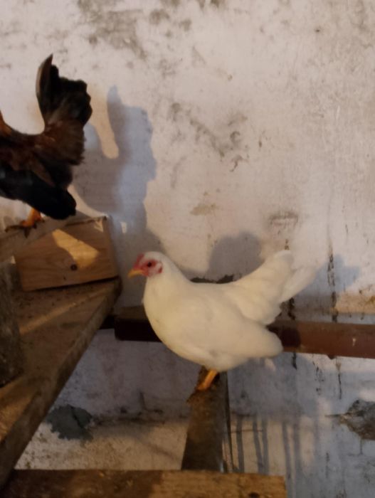 Koguty Serama,Seramy