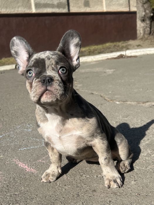 Солодка француженка