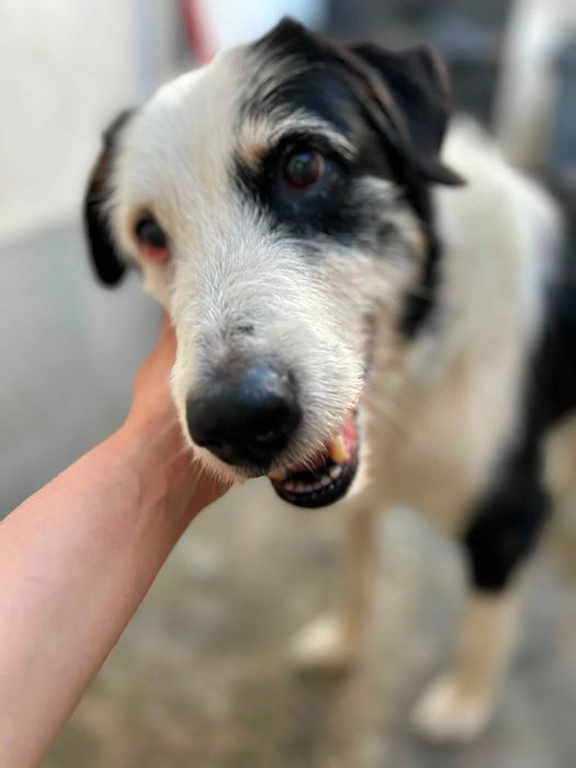 Pirata esta em busca de uma nova familia - Cão para adoção Responsavel