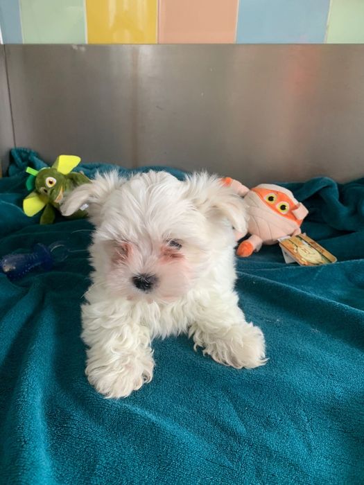 Bichon maltês menino