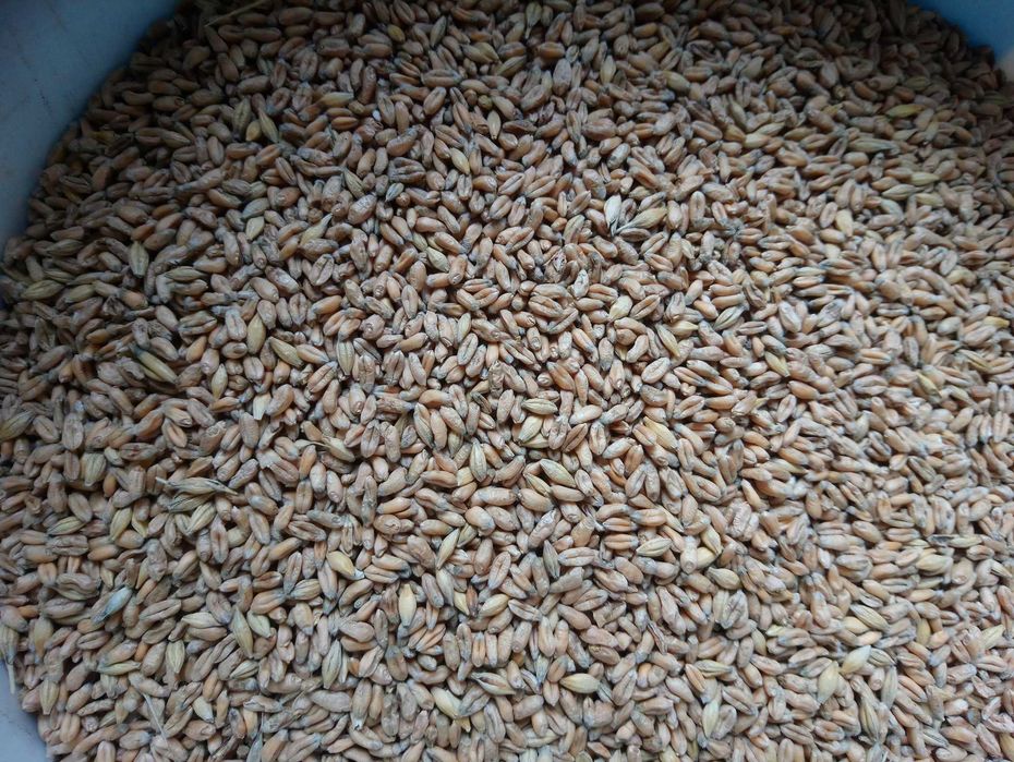 Pszenica ekologiczna jara Monsun. Sprzedaż jedynie wysyłkowa!!!