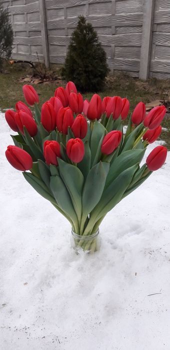 Тюльпани зріз, оптом.