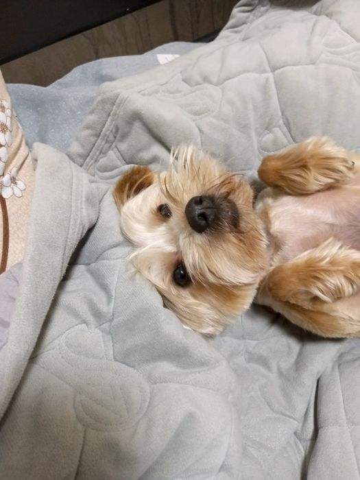 Йоркширський Терьер Запрошує подружку на В'язку