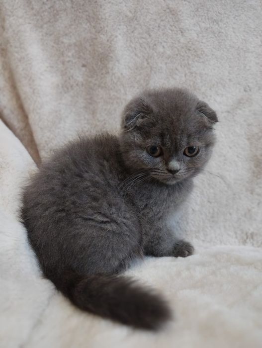 Gatinha  Scottish Fold