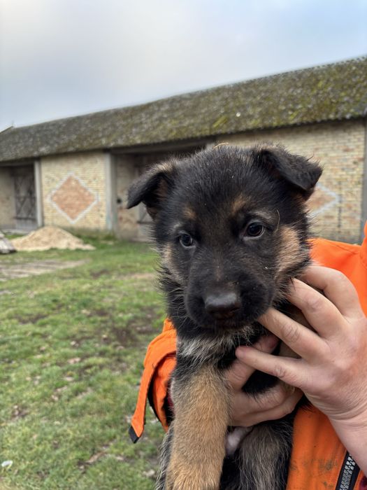 Szczenię owczarka niemieckiego