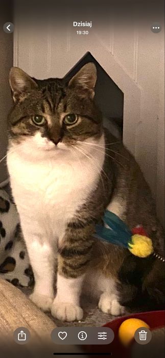 Piekny i mądry ale troche płochliwy Maciuś szuka domku