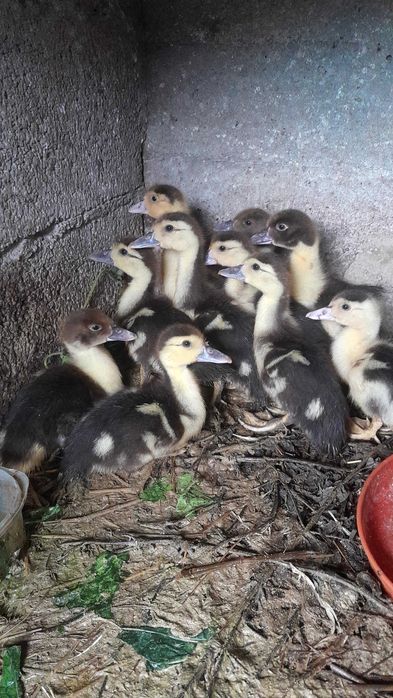 Vendo patinhos mudos pequenos