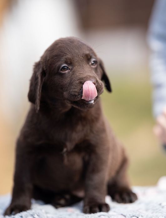 Labrador czekoladowe szczenięta FCI