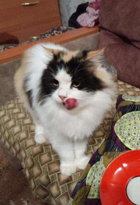 Пушистая стерилизованная трёхцветная кошка (2 года) ищет дом! Отдам