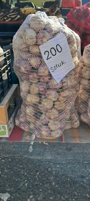 CZOSNEK Polski harnaś