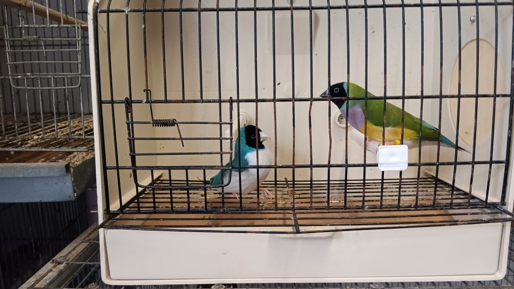Diamantes de Gould