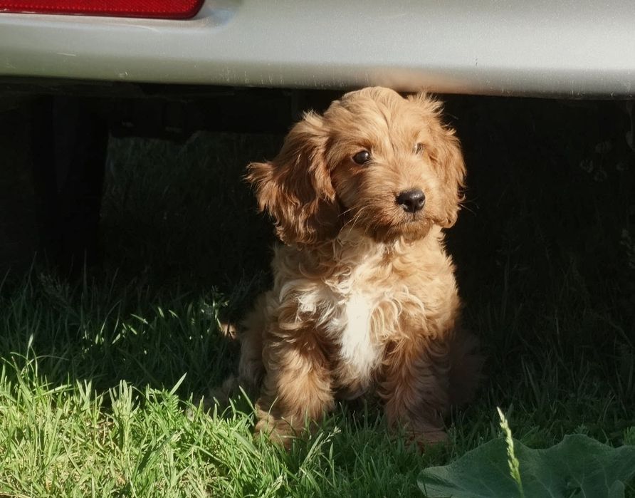 Cockapoo suczka odchowana
