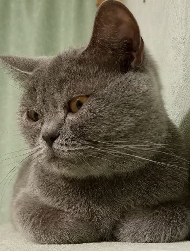 Ищу кота скоттиш фолд для вязки