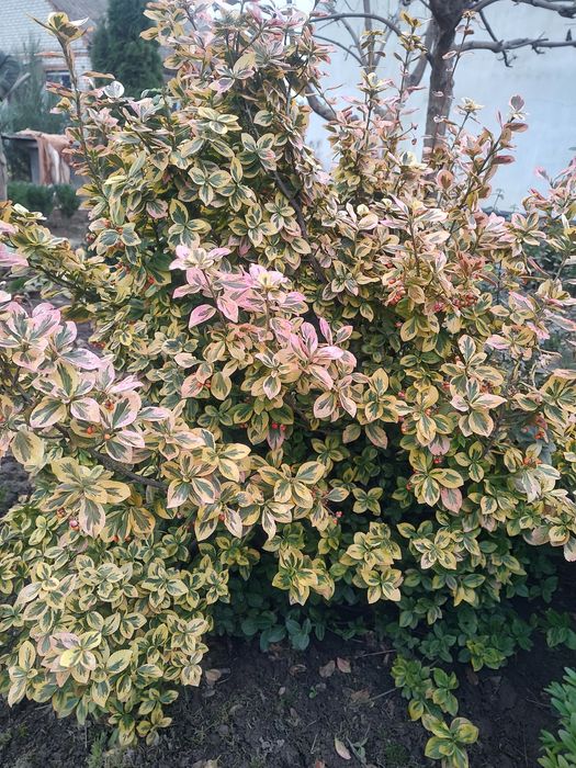 Рослини з мого саду недорого