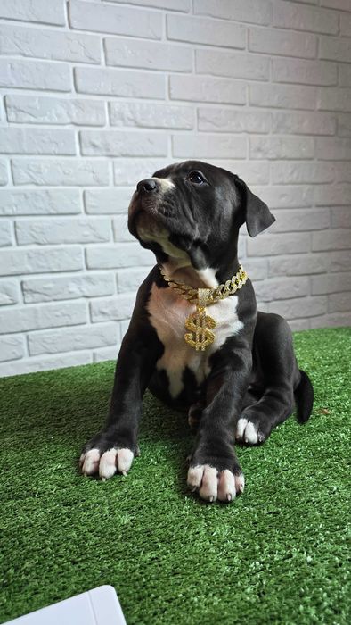 American bully xl