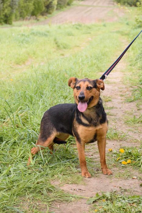 Młodziutka malutka MALINKA jest przerażona schroniskiem