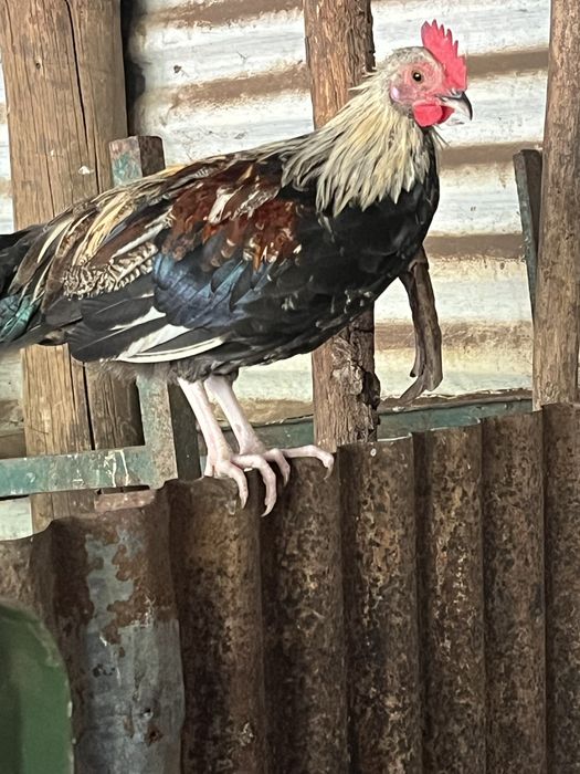 Galos e frangos de raca grande poeideiras