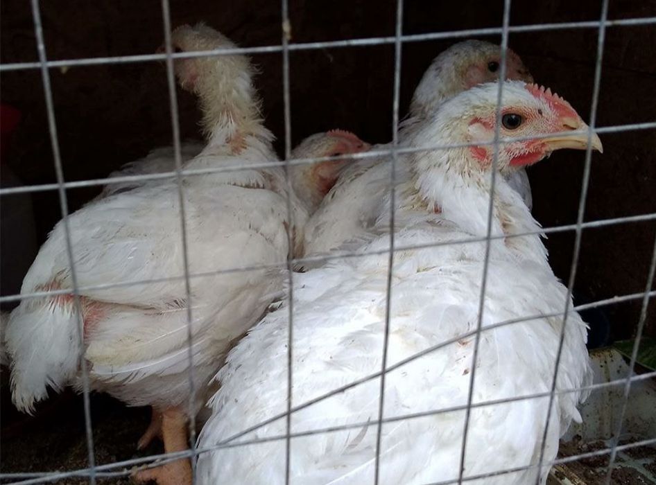 Бройлеры 3 недели КОББ-500 1 кг