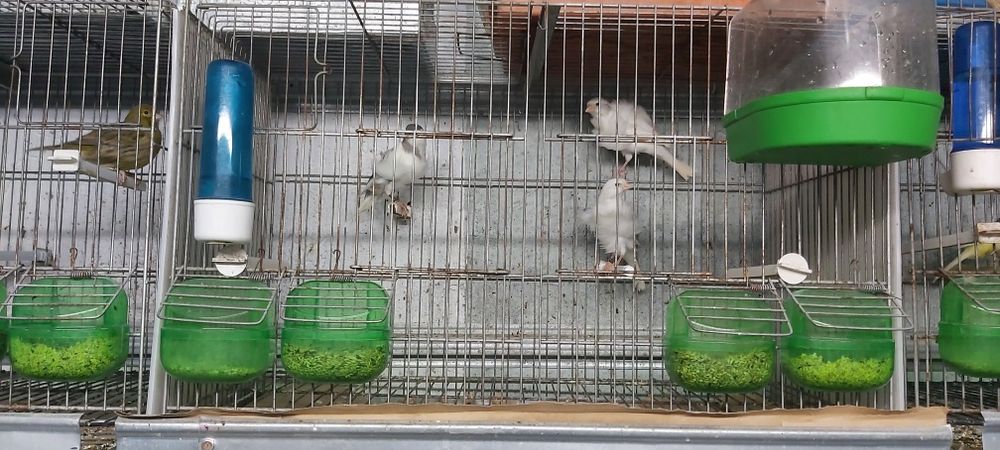 Frisados do norte / fife fancy ( reprodutores)