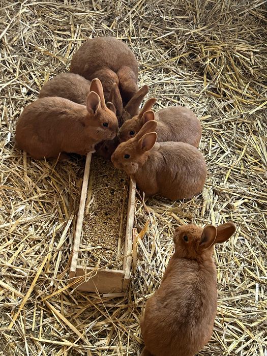 Króliki Nowozelandzkie Czerwone