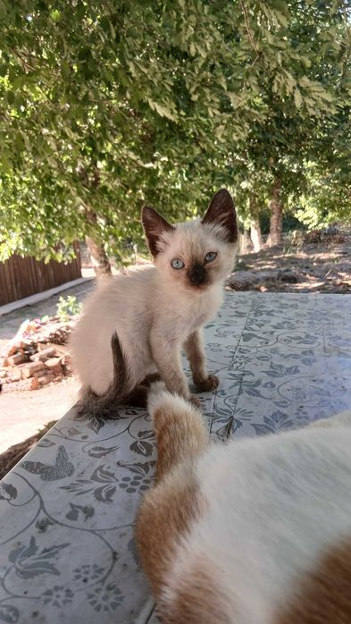 Gatinhas para adoção
